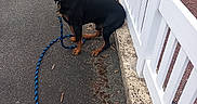 Oslo a rejoint le concours — aidez-le/la à gagner de superbes lots ! dog, leash, pavement, white_fence, outdoor, pet, animal, sitting, black_dog, brown_markings, collar, pathway, garden, greenery, sidewalk, calm, looking, daylight, nature, fence
