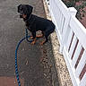 dog, leash, pavement, white_fence, outdoor, pet, animal, sitting, black_dog, brown_markings, collar, pathway, garden, greenery, sidewalk, calm, looking, daylight, nature, fence