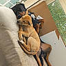 dog, puppy, sleeping, cuddle, bed, mattress, indoor, window, shoe, resting, cozy, companion, brown_dog, black_dog, pet, relaxation, domestic, animal, cute, friendship