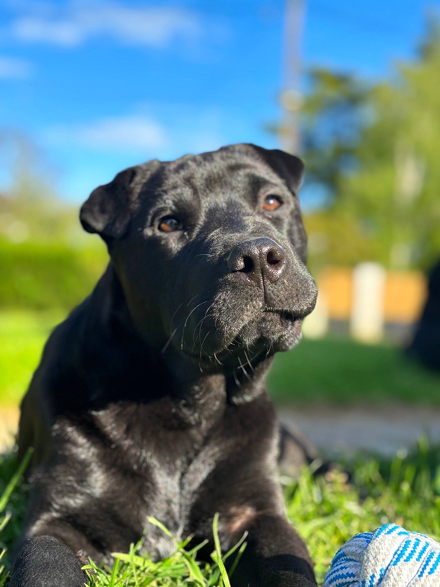 Shadow a rejoint le concours — aidez-le/la à gagner de superbes lots ! borador, canidae, carnivore, collar, companion_dog, dog, dog_breed, fawn, grass, guard_dog, gun_dog, molosser, plant, sky, snout, sporting_group, terrestrial_animal, whiskers, working_animal, working_dog