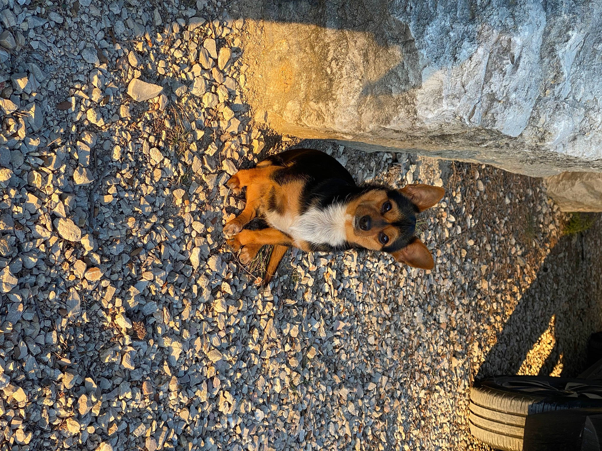 Pitt participe au concours pour gagner de l'argent avec cette photo : asphalt, carnivore, cat, cobblestone, dog_breed, fawn, felidae, flooring, grass, landscape, road_surface, sand, shadow, small_to_medium_sized_cats, soil, sunlight, tail, tints_and_shades, whiskers, wood