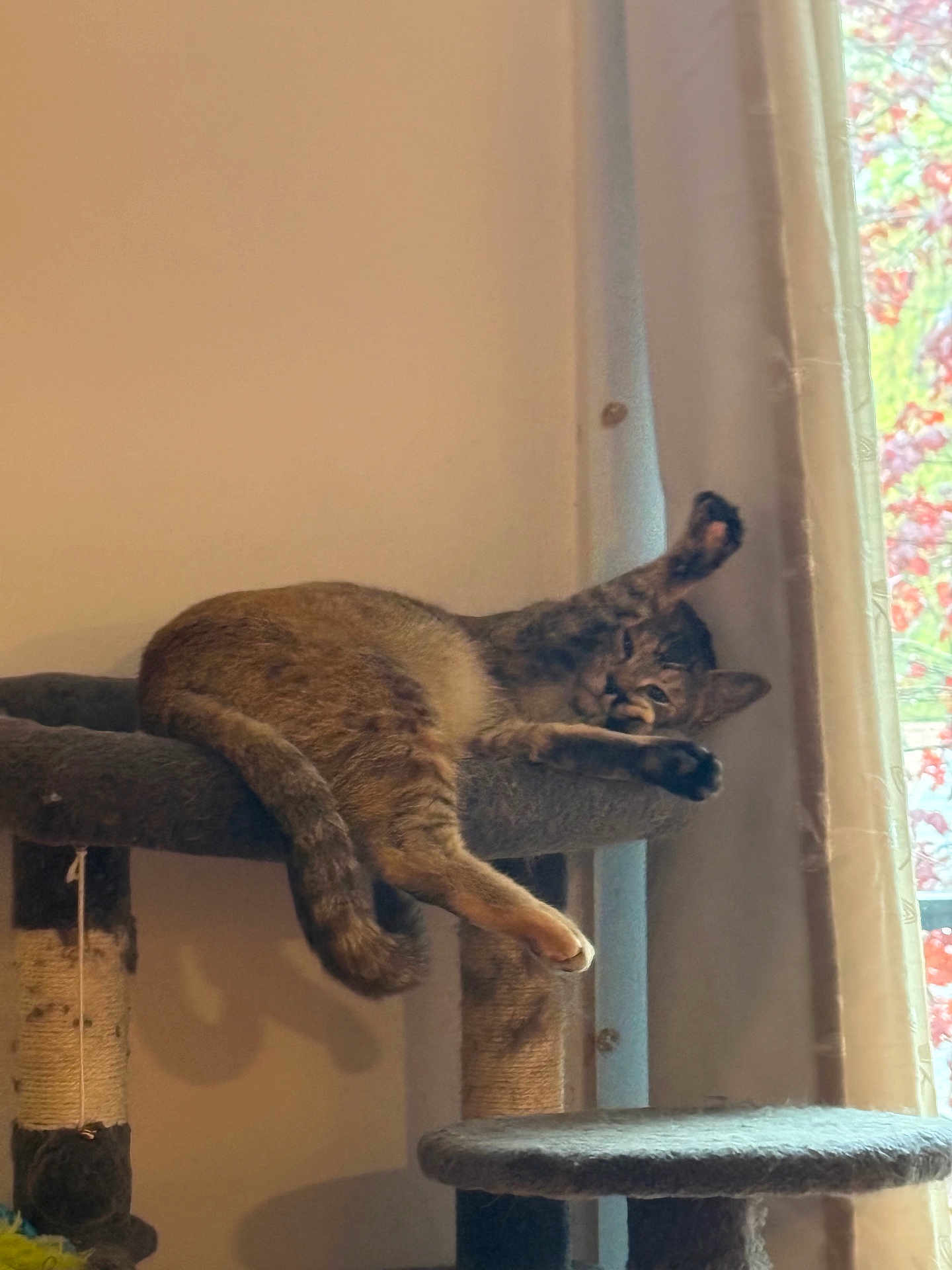 Luminar is registered to the contest to win money with this photo: animal, cat, cat_tree, cozy, curtain, domestic_cat, feline, floral, fur, home, indoor, paw, pet, relaxed, resting, sleepy, stretching, tabby, whiskers, window