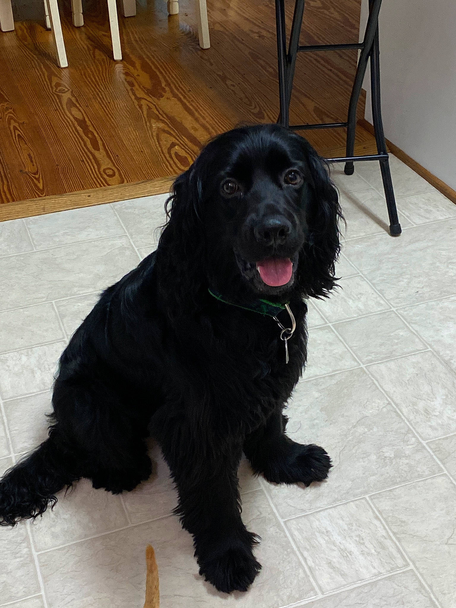 Cooper joined the competition — help win amazing prizes! borador, canidae, carnivore, chair, collar, companion_dog, dog, dog_breed, dog_collar, floor, flooring, fur, gun_dog, hardwood, liver, retriever, sporting_group, terrestrial_animal, working_animal, working_dog