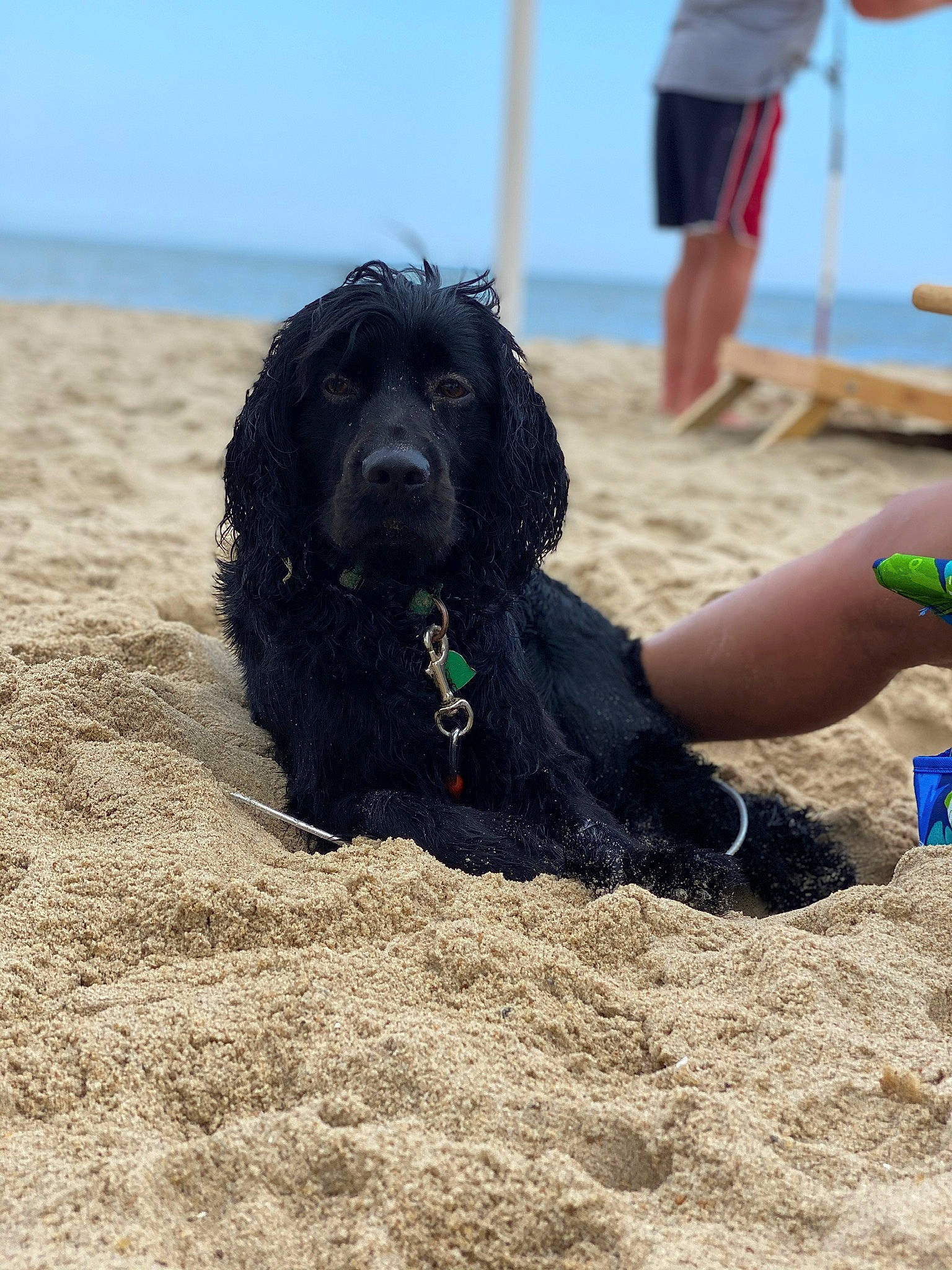 Cooper is registered to the contest to win money with this photo: beach, calf, canidae, carnivore, companion_dog, dog, dog_breed, dog_supply, foot, fun, human_leg, people_on_beach, sand, shorts, sky, sporting_group, thigh, trunks, water, wind_wave