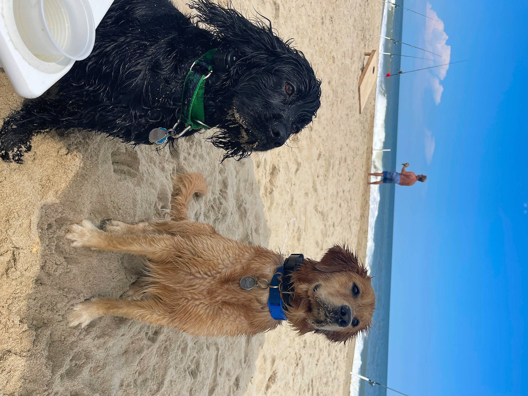 Cooper joined the competition — help win amazing prizes! canidae, carnivore, coffee_cup, cup, dog, dog_breed, drinkware, fawn, mammal, mug, paper_towel, serveware, sky, sporting_group, tableware, teacup, tissue_paper, toilet_paper, water, working_animal