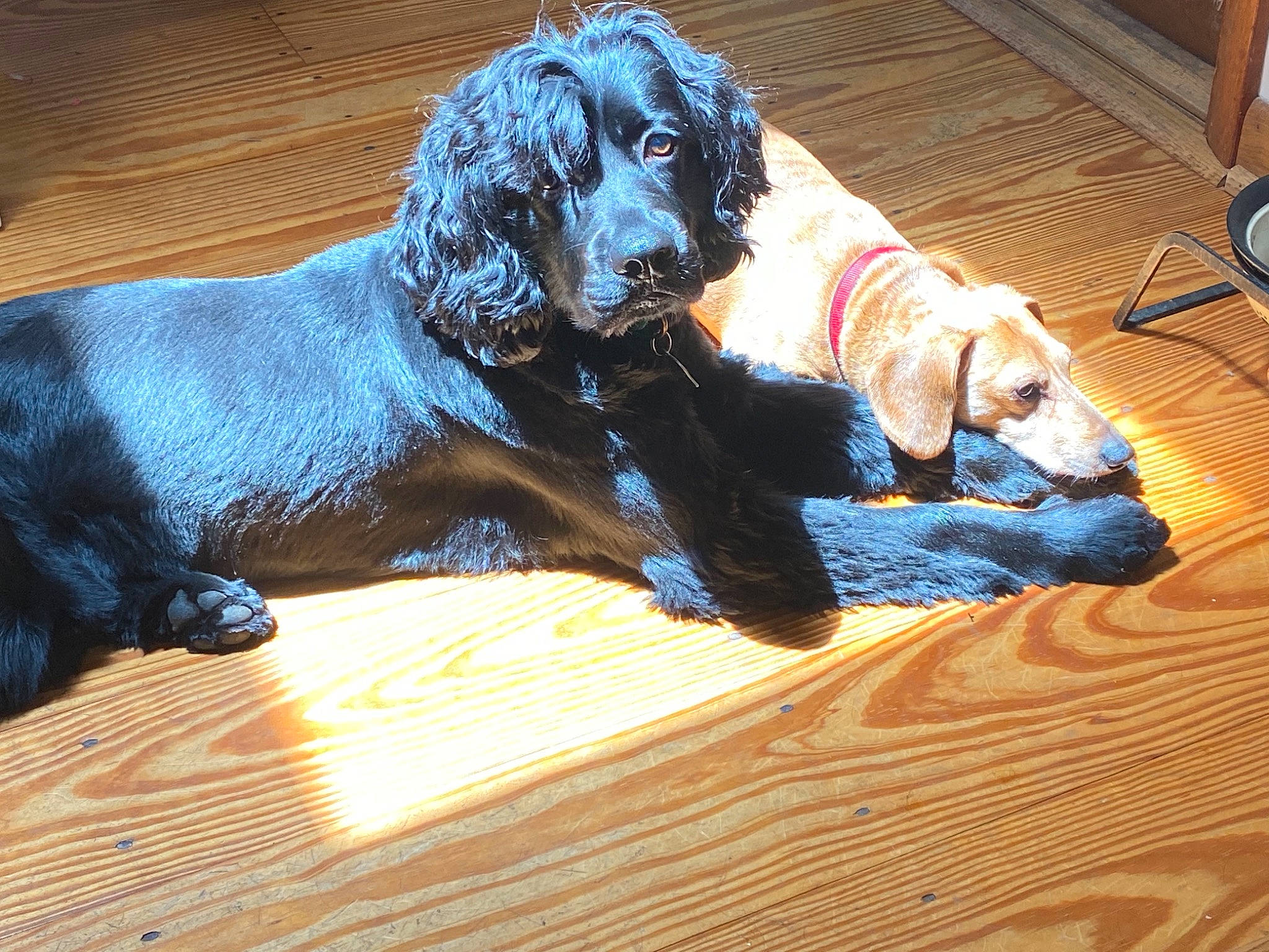 Cooper joined the competition — help win amazing prizes! canidae, carnivore, companion_dog, dog, dog_breed, dog_supply, flooring, fur, gun_dog, hardwood, liver, mechanical_fan, retriever, spaniel, sporting_group, water_dog, wood, wood_flooring, wood_stain, working_animal