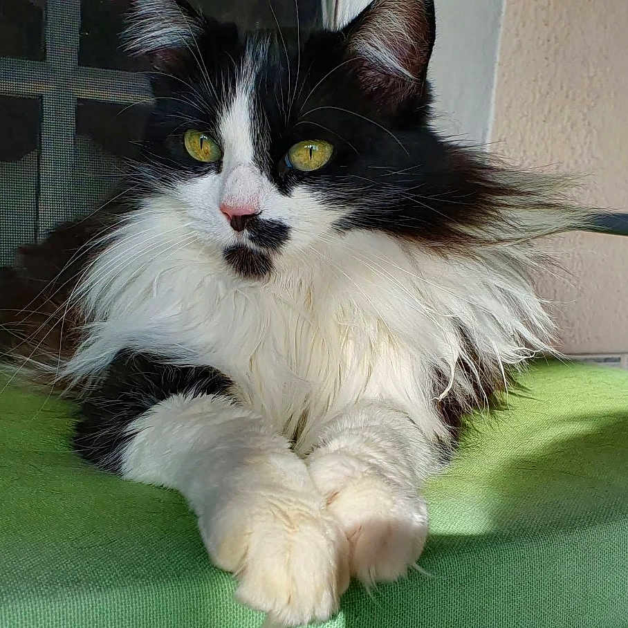 Minette