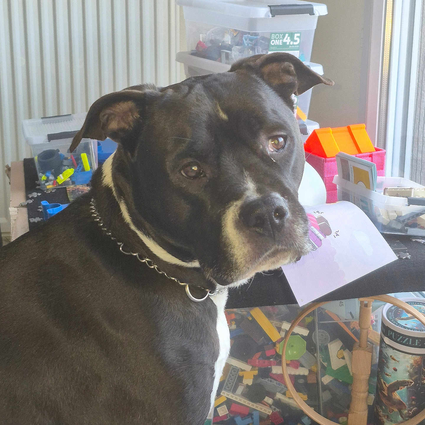 Tibo