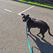 Tibo participe au concours pour gagner de l'argent avec cette photo : animal, asphalt, black_dog, canine, collar, curious, daytime, dog, fence, grass, leash, looking_back, outdoor, parking_lot, pavement, pet, shadow, standing, sunlight, white_markings