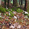 Cannelle a rejoint le concours — aidez-le/la à gagner de superbes lots ! animal, autumn, brown, cat, feline, forest, green, ground, leaves, moss, nature, outdoor, peaceful, relaxing, rocks, scenery, siamese_cat, trees, wildlife, woodland