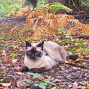 Cannelle a rejoint le concours — aidez-le/la à gagner de superbes lots ! animal, autumn, brown, cat, fall, ferns, forest, green, ground, harness, leash, leaves, mammal, nature, outdoor, pet, plant, siamese_cat, tree_trunk, wildlife