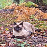 animal, autumn, brown, cat, fall, ferns, forest, green, ground, harness, leash, leaves, mammal, nature, outdoor, pet, plant, siamese_cat, tree_trunk, wildlife