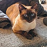 animal, blanket, blue_eyes, cat, closeup, cozy, domestic_cat, feline, furniture, gray_surface, home, indoor, laying_down, pet, portrait, resting, siamese_cat, soft_lighting, warm_colors, wooden_furniture
