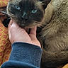 Cannelle a rejoint le concours — aidez-le/la à gagner de superbes lots ! animal, bedroom, blue_eyes, cat, close_up, comfort, cozy, cuddling, domestic_cat, fur, hand, human_hand, indoor, patterned_blanket, pet, relaxation, resting, siamese_cat, warm_colors, yellow_blanket