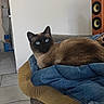 animal, blanket, blue_eyes, casual, cat, clothing, couch, cozy, floor, furniture, hat, home, indoor, jeans, living_room, pet, relaxed, resting, siamese_cat, speaker