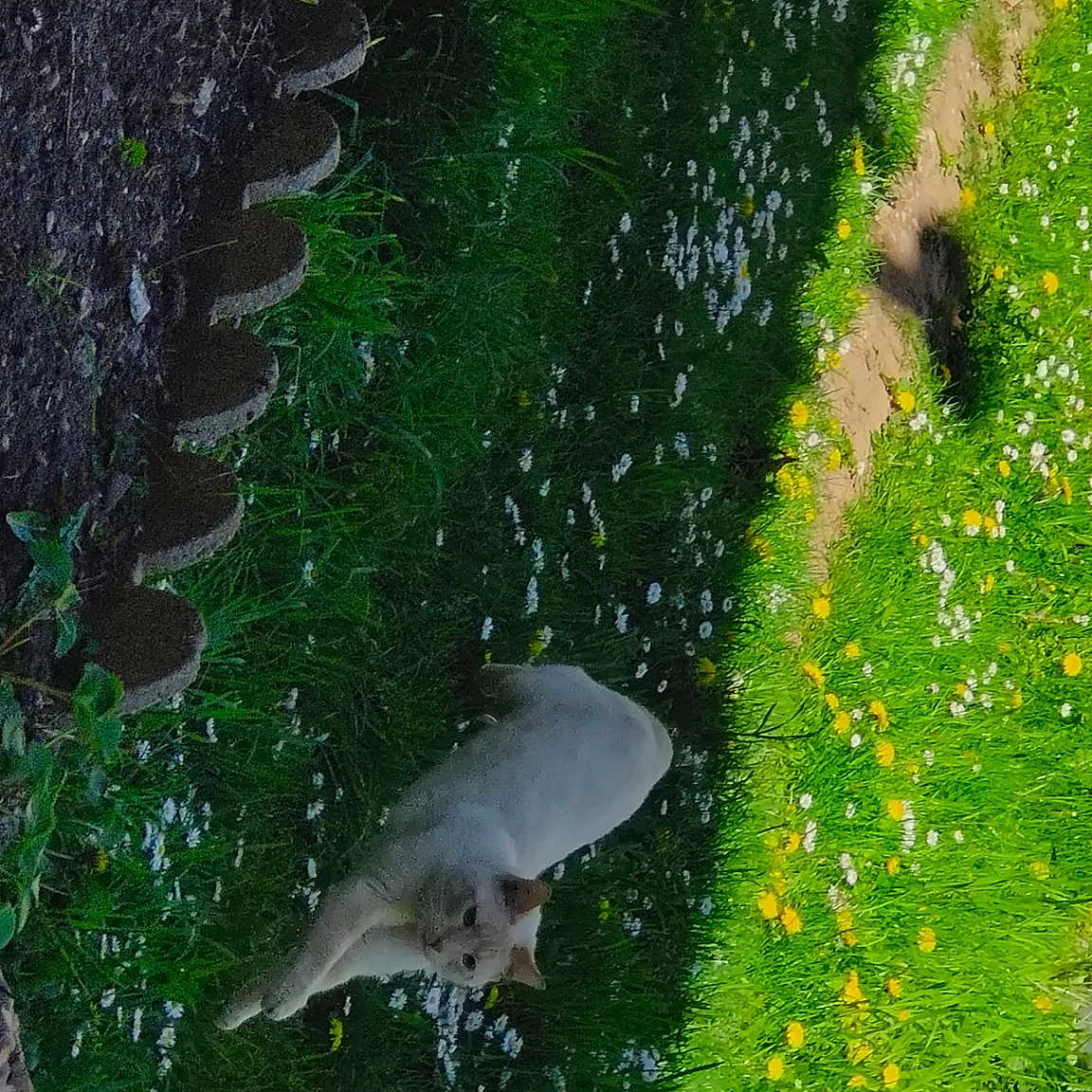 Norbert