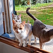 Ti-Chat participe au concours pour gagner de l'argent avec cette photo : cat, cats, window, outdoor, garden, curious, pets, animals, sunlight, fur, whiskers, ears, tail, concrete, greenery, nature, daylight, three_cats, doorframe, plunger