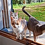 cat, cats, window, outdoor, garden, curious, pets, animals, sunlight, fur, whiskers, ears, tail, concrete, greenery, nature, daylight, three_cats, doorframe, plunger