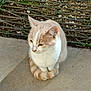 Ti-Chat participe au concours pour gagner de l'argent avec cette photo : cat, animal, pet, feline, sitting, tail, outdoor, concrete, ground, stone, moss, fur, whiskers, ears, cute, domestic, quiet, resting, nature, background