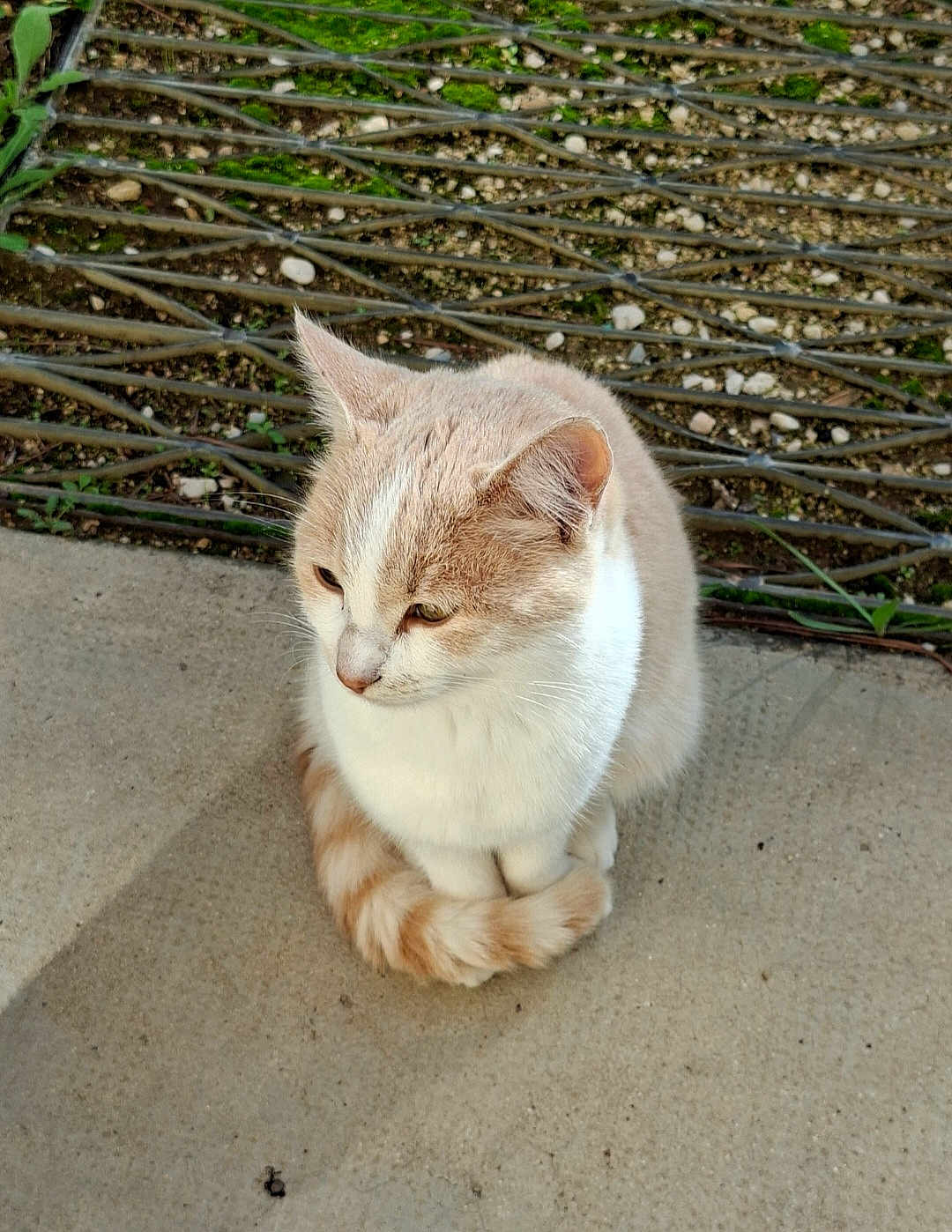Ti-Chat participe au concours pour gagner de l'argent avec cette photo : cat, animal, pet, feline, sitting, tail, outdoor, concrete, ground, stone, moss, fur, whiskers, ears, cute, domestic, quiet, resting, nature, background