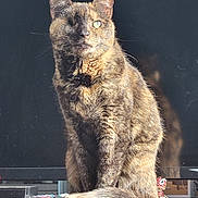 Taz joined the competition — help win amazing prizes! animal, black_background, calm, cat, domestic_cat, ears, feline, fur, indoor, one-eyed, pet, portrait, relaxed, shadow, sitting, sunlight, tail, tortoiseshell, whiskers, wooden_surface