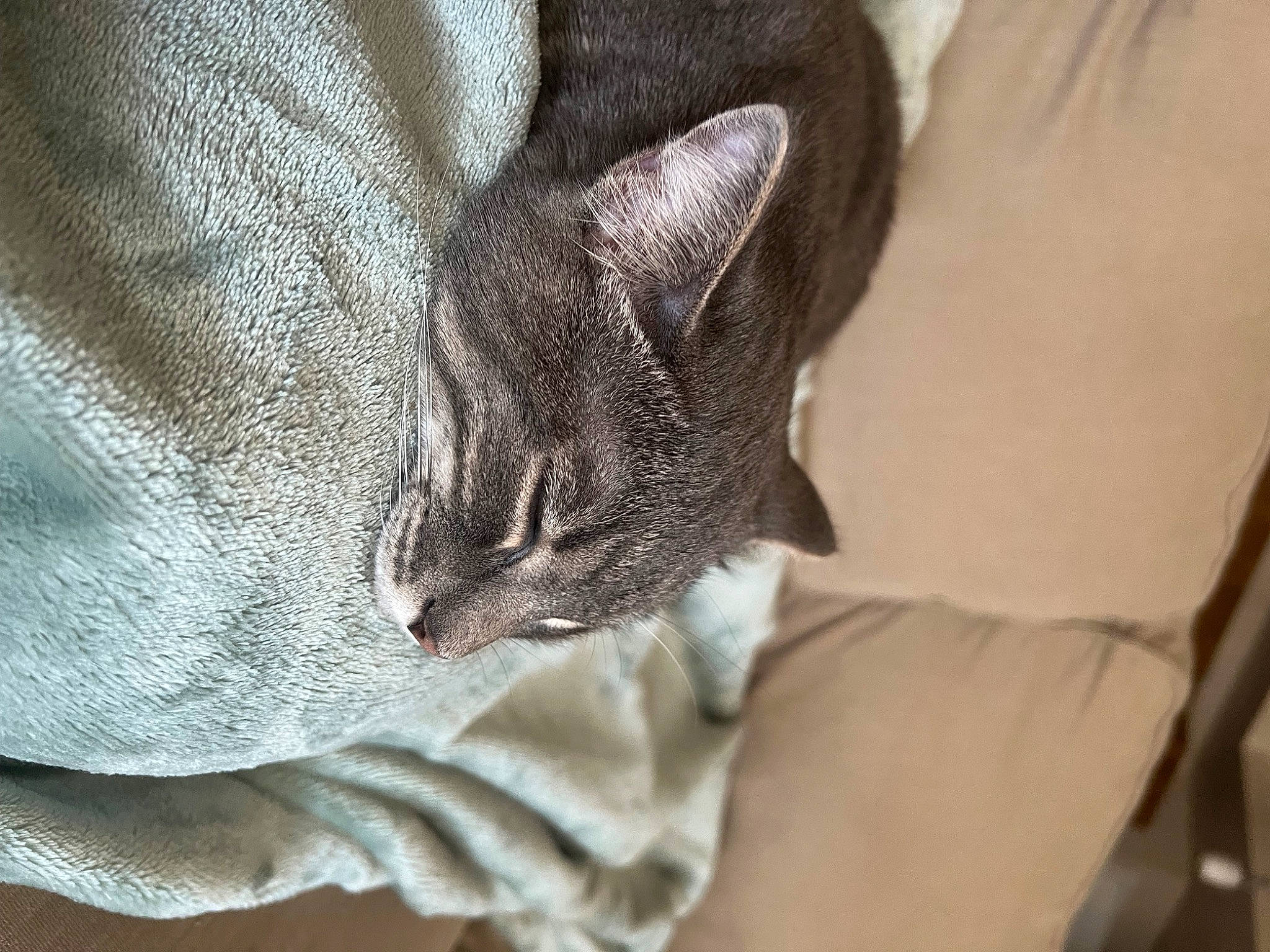Thor is registered to the contest to win money with this photo: auto_part, carnivore, cat, claw, comfort, domestic_short_haired_cat, ear, eye, felidae, fur, gesture, grey, linens, nap, sleep, small_to_medium_sized_cats, snout, whiskers, window