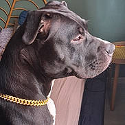 Xena a rejoint le concours — aidez-le/la à gagner de superbes lots ! dog, gray_dog, profile, portrait, close_up, pet, animal, short_fur, floppy_ears, collar, gold_chain, indoors, bedroom, furniture, head, muzzle, eyes, whiskers, dramatic_pose, photography