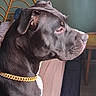 dog, gray_dog, profile, portrait, close_up, pet, animal, short_fur, floppy_ears, collar, gold_chain, indoors, bedroom, furniture, head, muzzle, eyes, whiskers, dramatic_pose, photography