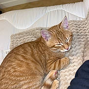 Caramel participe au concours pour gagner de l'argent avec cette photo : cat, orange_tabby, sleeping, cozy, blanket, indoor, pet, feline, fur, whiskers, tail, relaxation, comfort, nap, cute, domestic_animal, animal, resting, soft, home