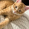 Caramel participe au concours pour gagner de l'argent avec cette photo : cat, orange_tabby, feline, pet, animal, fur, whiskers, ears, eyes, blanket, soft_texture, cozy, indoor, relaxing, cute, close_up, laying_down, domestic_cat, resting, curious