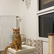 Caramel participe au concours pour gagner de l'argent avec cette photo : cat, orange_tabby, indoor, furniture, plant, radiator, window, scratching_post, decorative_bag, cube, floor, home, pet, animal, cozy, texture, shadow, curiosity, sitting, attention