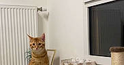 Caramel participe au concours pour gagner de l'argent avec cette photo : animal, attention, cat, cozy, cube, curiosity, decorative_bag, floor, furniture, home, indoor, orange_tabby, pet, plant, radiator, scratching_post, shadow, sitting, texture, window