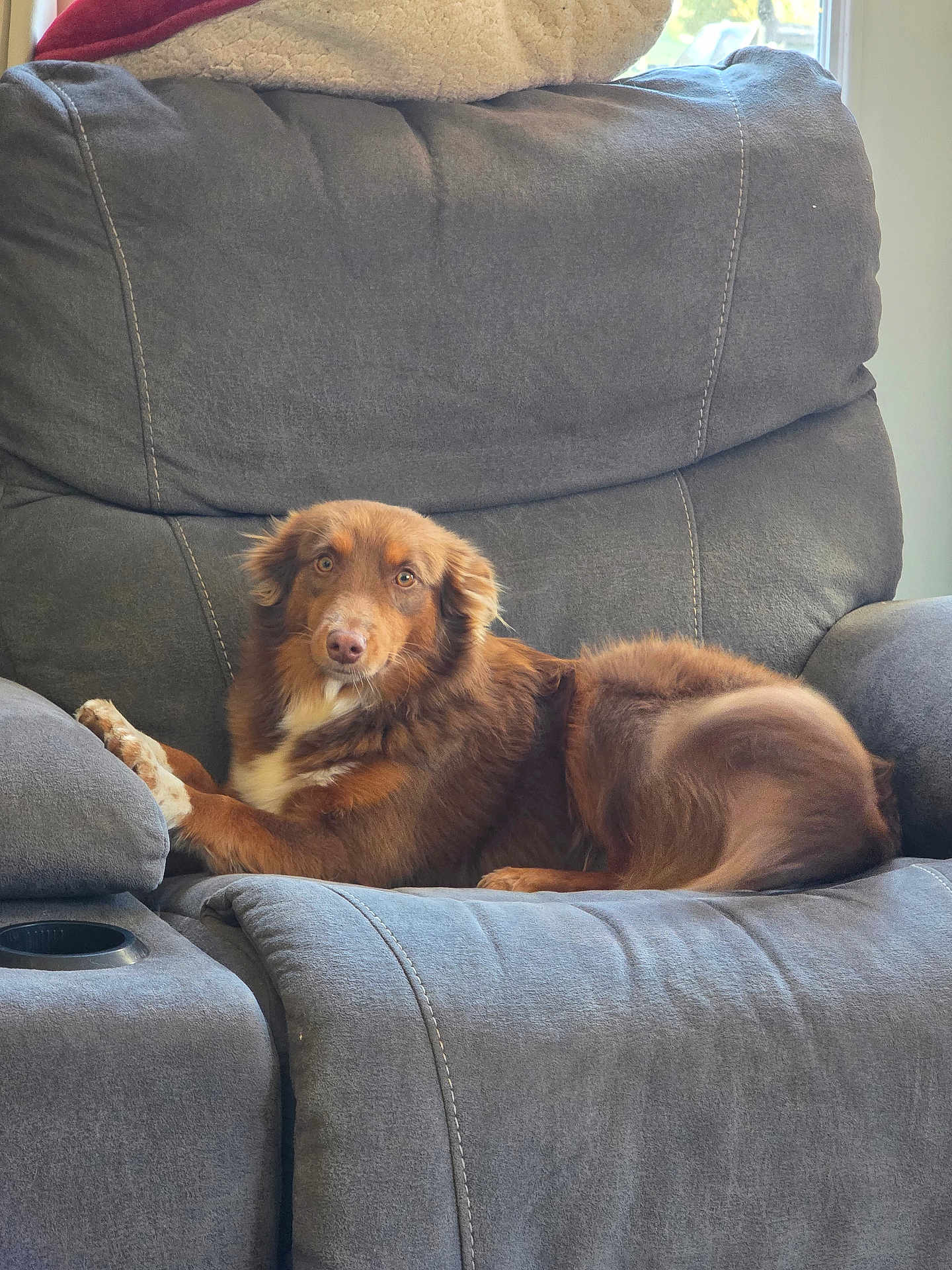 Maizy Rae joined the competition — help win amazing prizes! dog, brown_dog, pet, recliner, couch, indoor, living_room, long_coat, tail, ears, paws, eyes, relaxed, sitting, looking_at_camera, upholstery, blanket, armrest, cup_holder, window