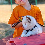 Amaya participe au concours pour gagner de l'argent avec cette photo : boy, child, puppy, dog, orange_shirt, red_table, outdoor, fence, grass, sunlight, smile, happy, pet, leash, playing, young, casual_clothing, cute, animal, portrait