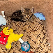 Sonic is registered to the contest to win money with this photo: kitten, cat, tabby, plush_bed, toys, colorful, stuffed_toys, blue_dinosaur_toy, fries_toy, yellow_duck_toy, ball_toy, cute, pet, indoor, cozy, small_animal, curious, feline, resting, soft
