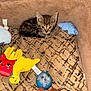 kitten, cat, tabby, plush_bed, toys, colorful, stuffed_toys, blue_dinosaur_toy, fries_toy, yellow_duck_toy, ball_toy, cute, pet, indoor, cozy, small_animal, curious, feline, resting, soft