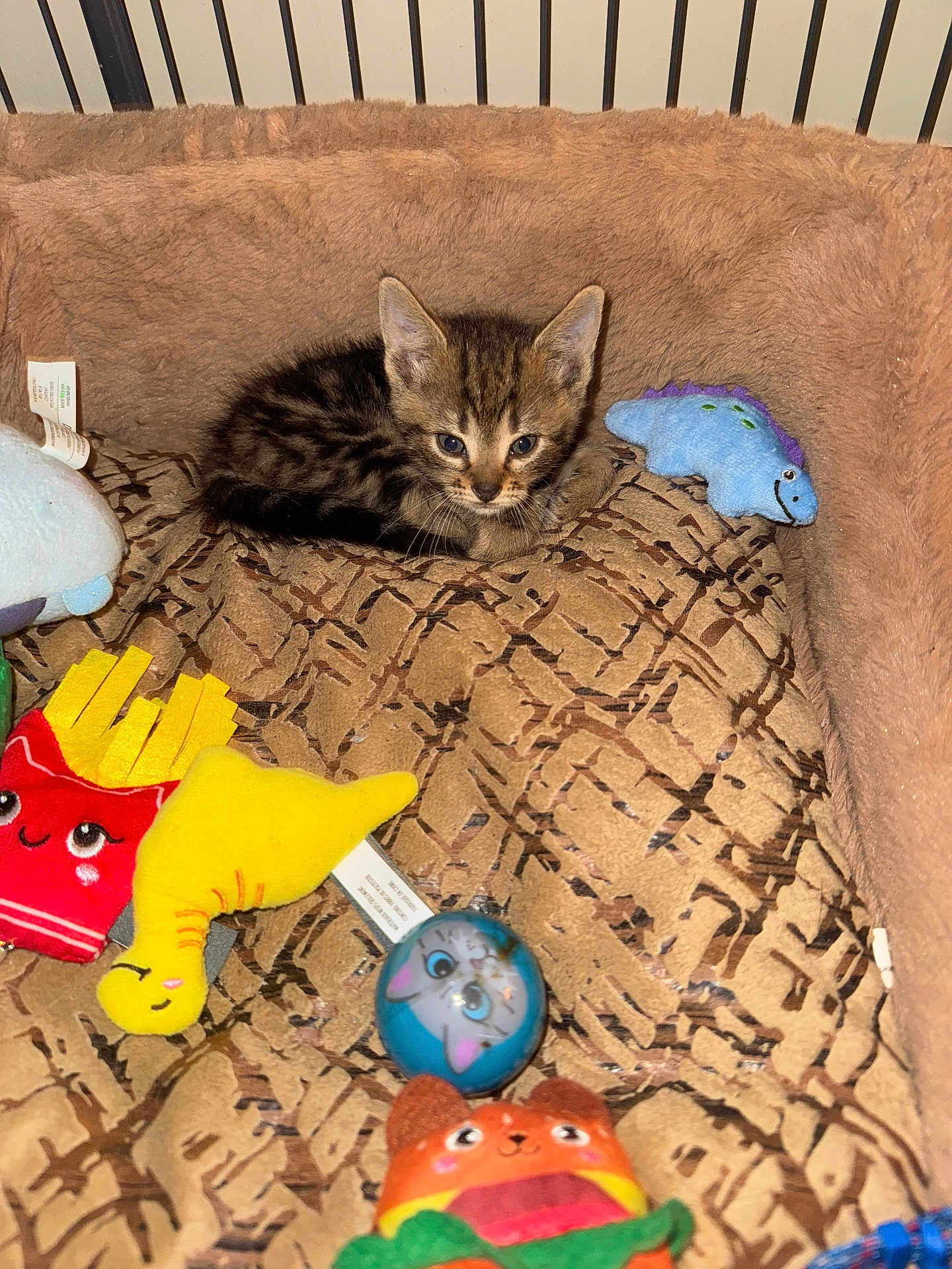 Sonic is registered to the contest to win money with this photo: kitten, cat, tabby, plush_bed, toys, colorful, stuffed_toys, blue_dinosaur_toy, fries_toy, yellow_duck_toy, ball_toy, cute, pet, indoor, cozy, small_animal, curious, feline, resting, soft