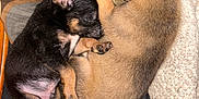 Rocket is registered to the contest to win money with this photo: adorable, animal, black, blanket, brown, canine, companion, cozy, cute, dog, domestic_animal, friendship, fur, paw, pet, puppy, resting, sleeping, snuggling, young