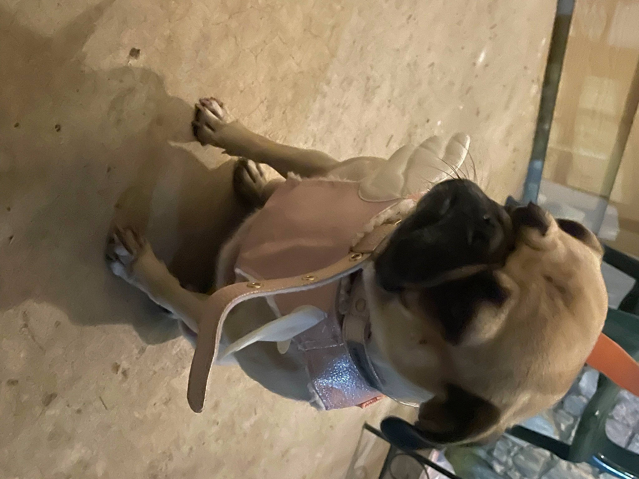 Bella joined the competition — help win amazing prizes! canidae, carnivore, collar, companion_dog, dog, dog_breed, fawn, landscape, non_sporting_group, pug, snout, sporting_group, tail, terrestrial_animal, working_animal