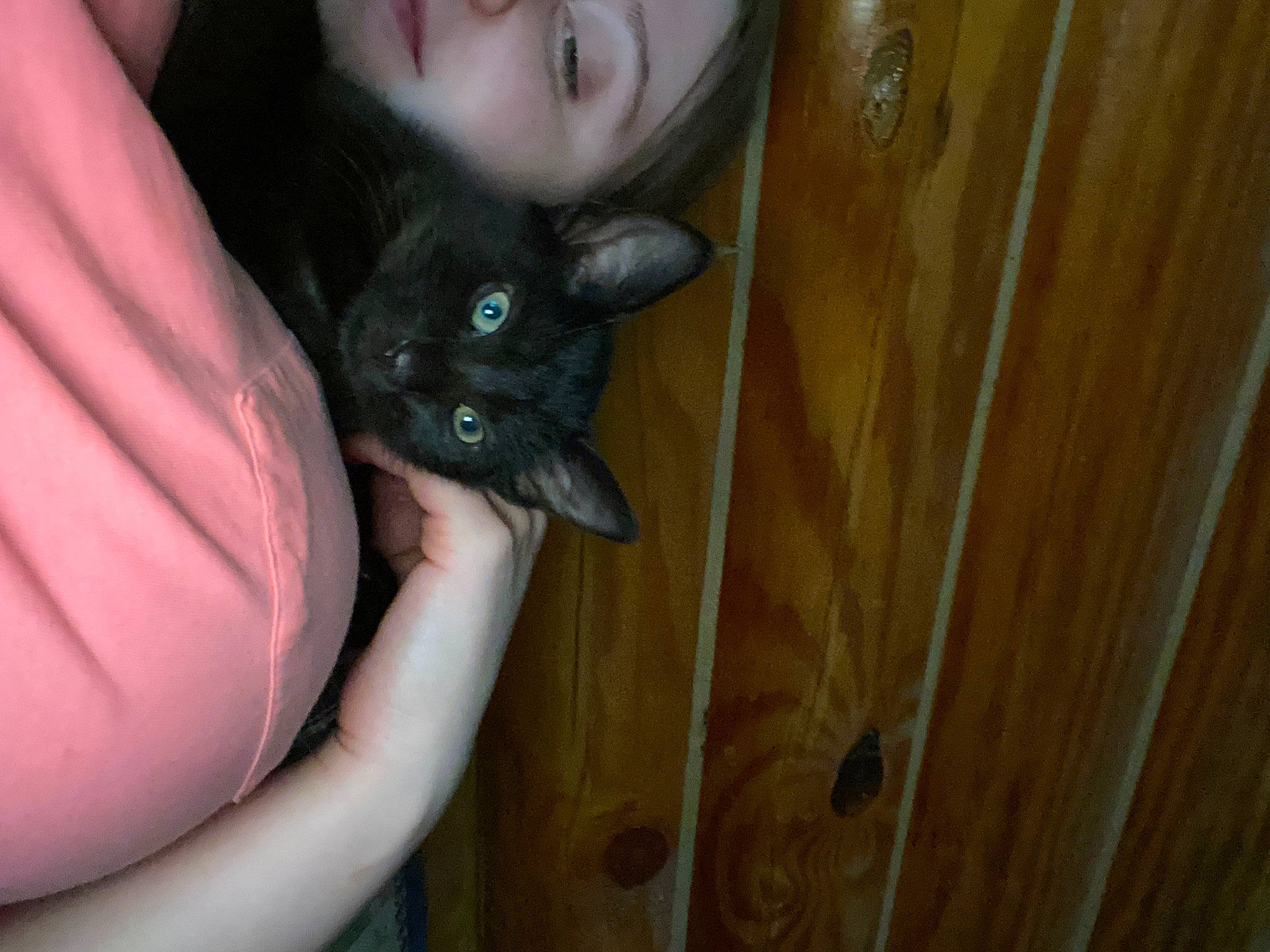 Pablo is registered to the contest to win money with this photo: asian, black_cat, burmese, carnivore, cat, domestic_short_haired_cat, ear, eye, fawn, felidae, german_rex, iris, kitten, korat, mammal, skin, small_to_medium_sized_cats, snout, whiskers