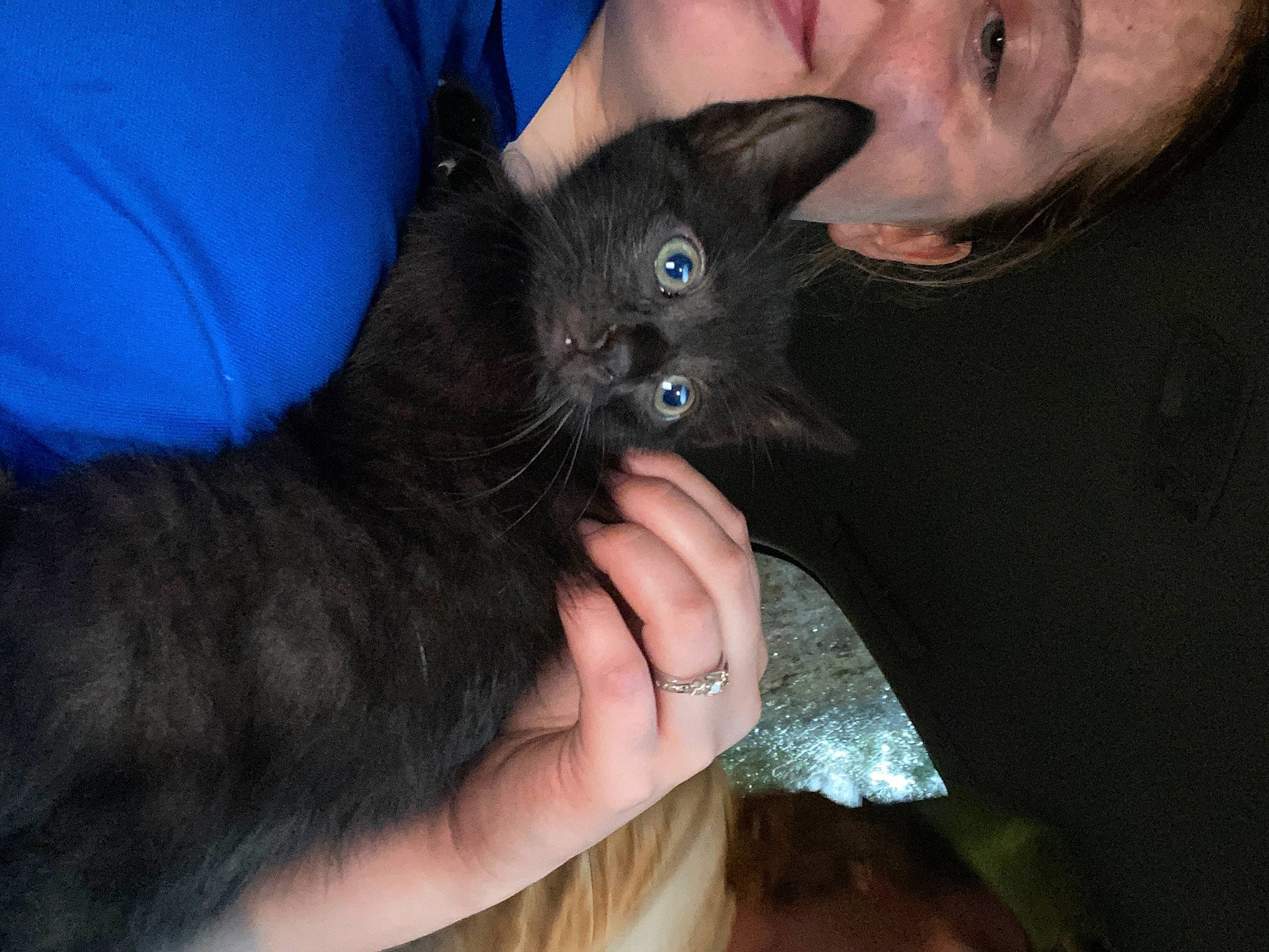 Pablo joined the competition — help win amazing prizes! black_cat, carnivore, cat, dog_breed, domestic_long_haired_cat, domestic_short_haired_cat, ear, eye, felidae, fur, german_rex, iris, kitten, mammal, nebelung, small_to_medium_sized_cats, snout, vertebrate, whiskers