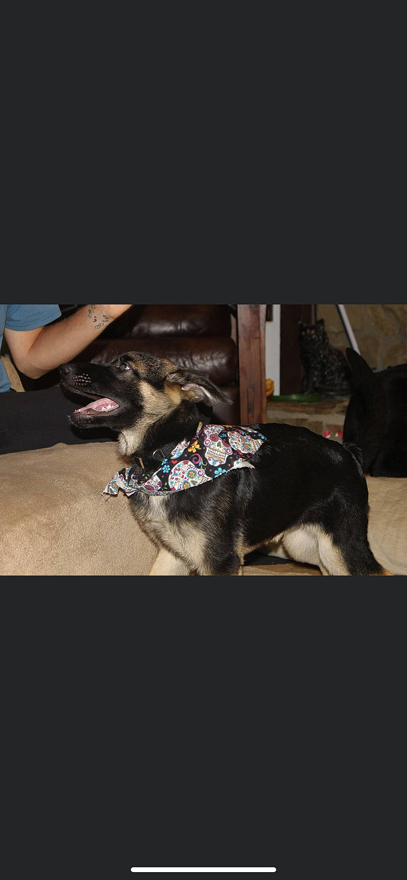 Nikki is registered to the contest to win money with this photo: canidae, carnivore, dog, dog_breed, ear, german_shepherd_dog, neck, paw, puppy, sporting_group, tail