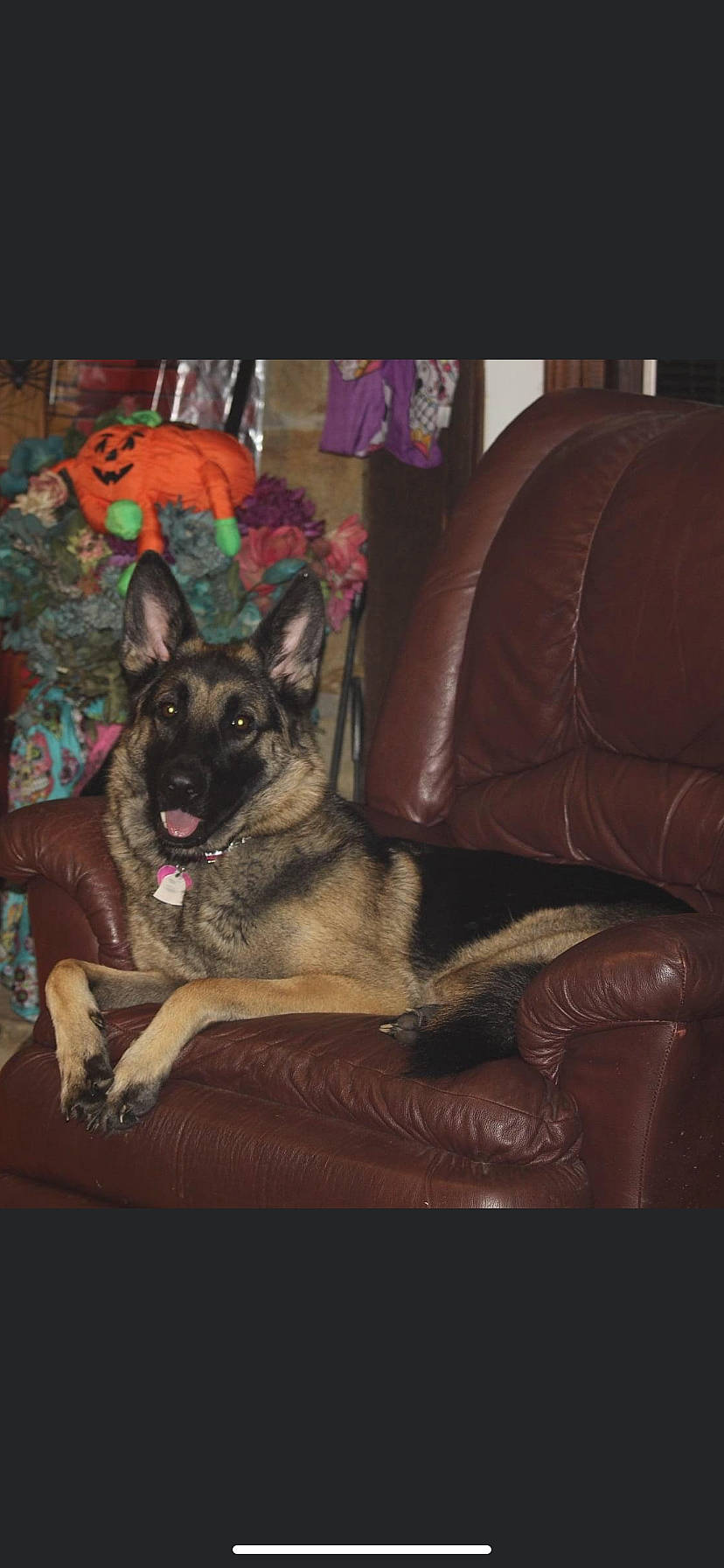 Nikki joined the competition — help win amazing prizes! belgian_shepherd_malinois, canidae, carnivore, dog, dog_breed, east_european_shepherd, fawn, german_shepherd_dog, herding_dog, king_shepherd, mammal, norwegian_elkhound, old_german_shepherd_dog, shiloh_shepherd_dog, vertebrate, working_dog