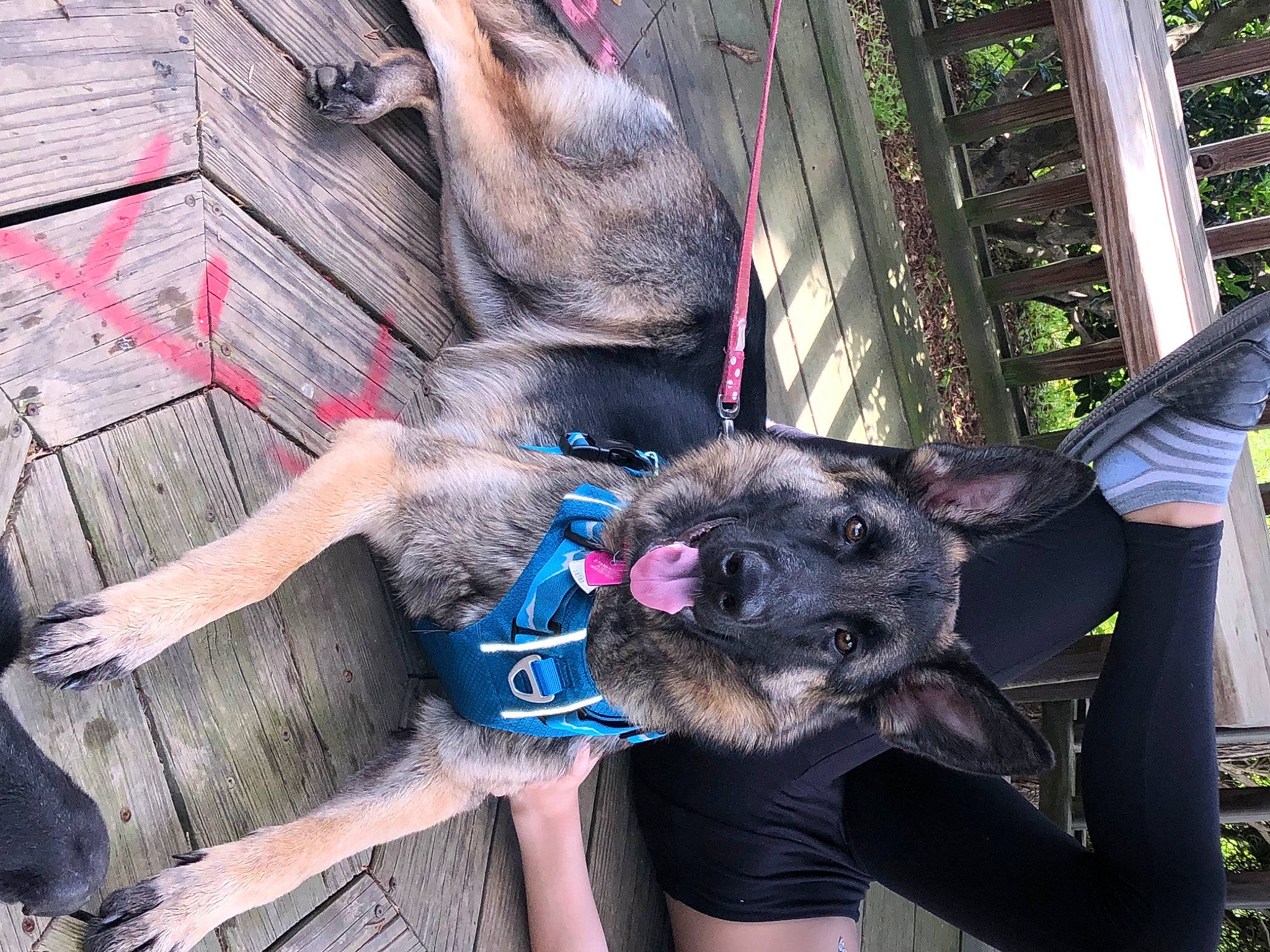 Nikki joined the competition — help win amazing prizes! canidae, carnivore, dog, dog_breed, fawn, formosan_mountain_dog, snout, sporting_group