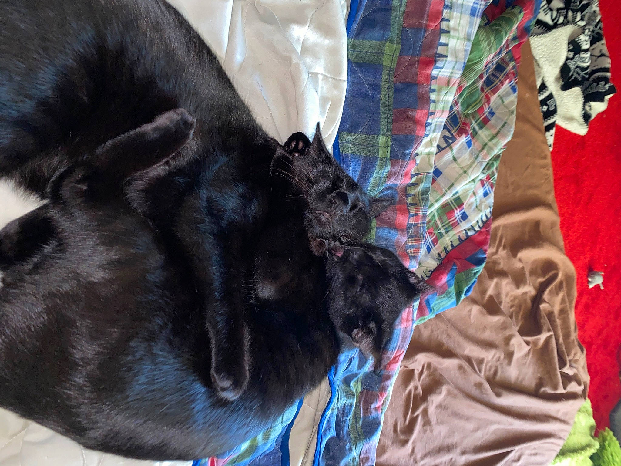 Chapo joined the competition — help win amazing prizes! black_cat, canidae, carnivore, dog, dog_breed, fawn, flat_coated_retriever, fur, mammal, non_sporting_group, puppy, snout, sporting_group