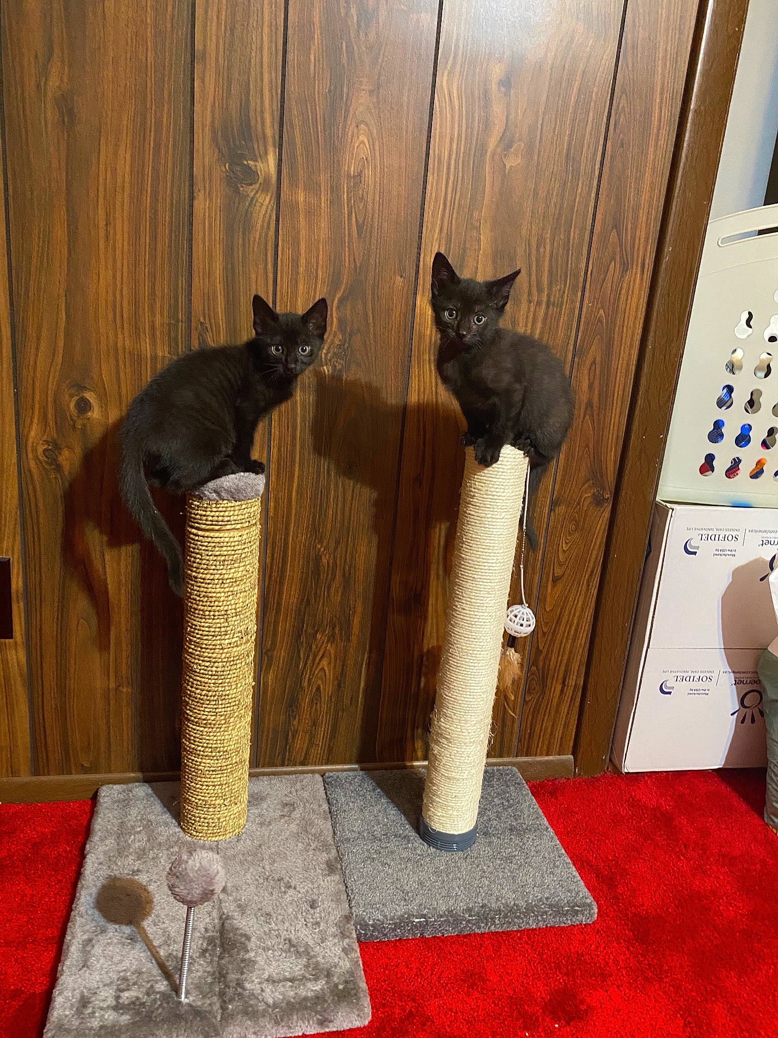 Chapo joined the competition — help win amazing prizes! black_cat, carnivore, cat, cat_furniture, chartreux, domestic_short_haired_cat, felidae, russian_blue, small_to_medium_sized_cats, whiskers