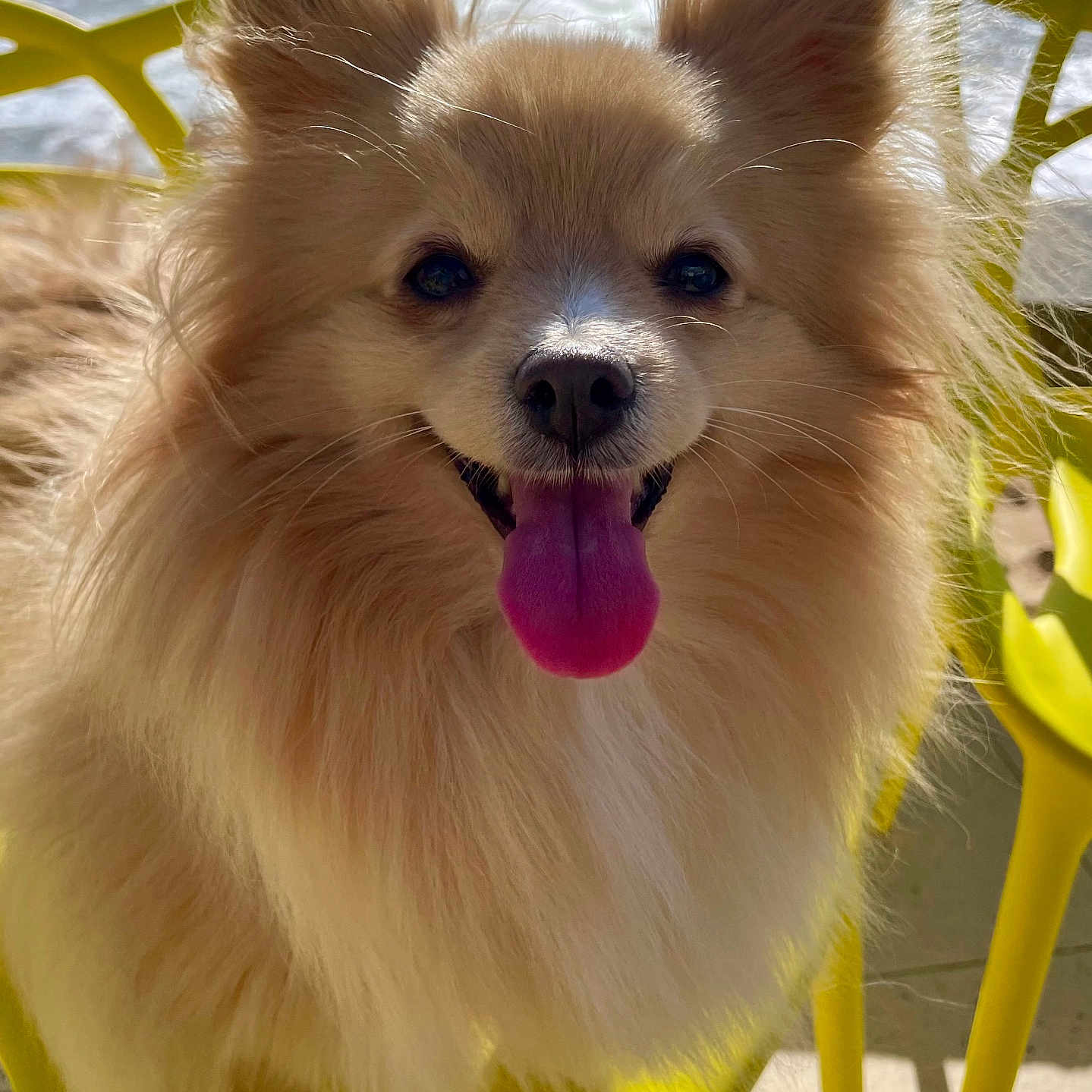 Tess participe au concours pour gagner de l'argent avec cette photo : animal, bright, canine, closeup, daylight, dog, fluffy, friendly, fur, happy, outdoor, pet, pomeranian, seat, smiling, summer, sunlight, tongue_out, water, yellow_chair