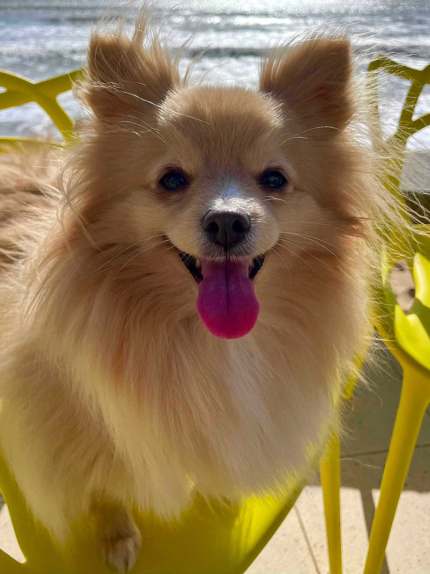 Tess participe au concours pour gagner de l'argent avec cette photo : dog, pomeranian, fluffy, tongue_out, yellow_chair, outdoor, sunlight, pet, happy, canine, fur, closeup, smiling, water, summer, animal, seat, bright, daylight, friendly