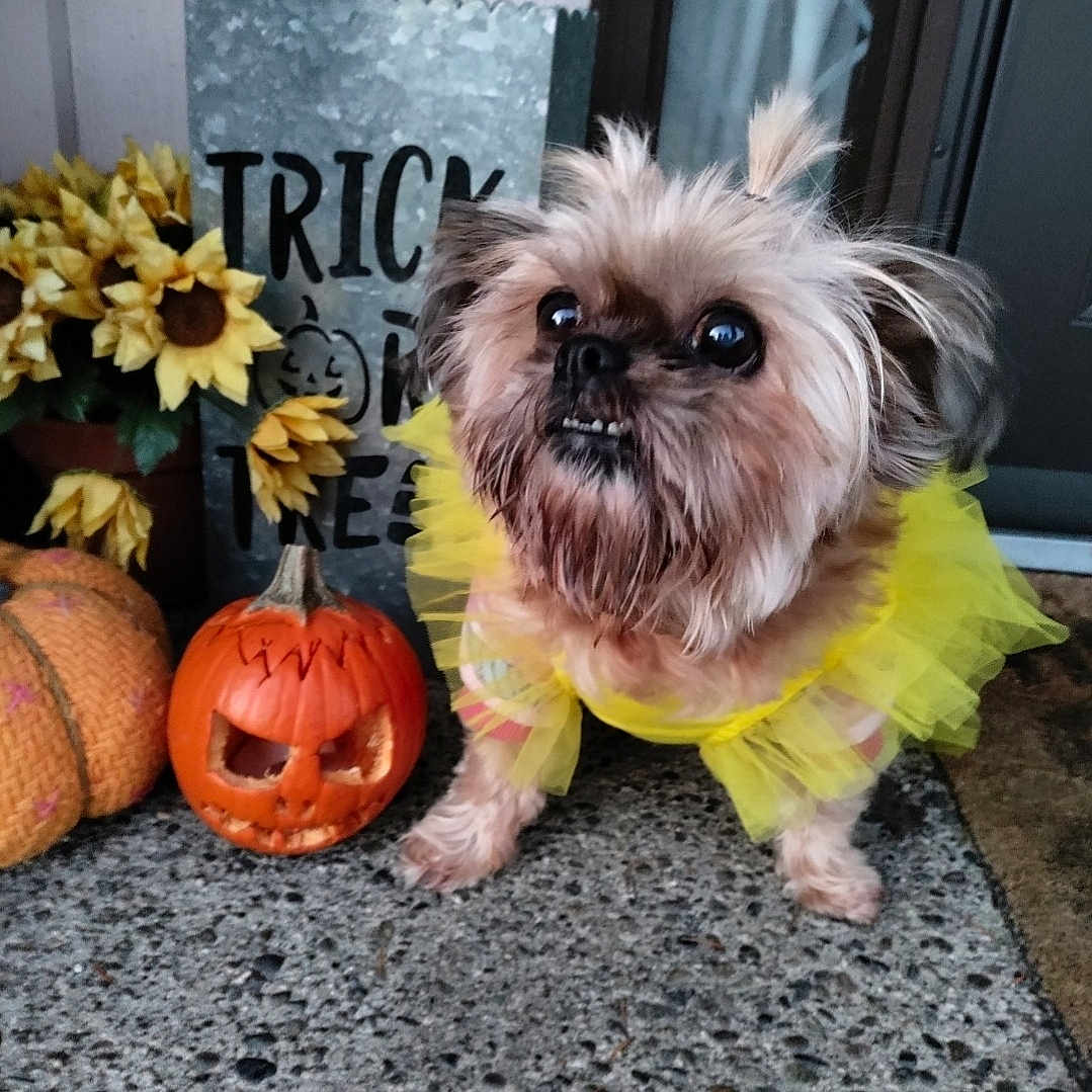 Taffey joined the competition — help win amazing prizes! affenpinscher, animal, canine, clothing, costume, dog, face, flower, food, head, person, pet, photography, plant, portrait, pottedplant, produce, puppy, squash, vegetable