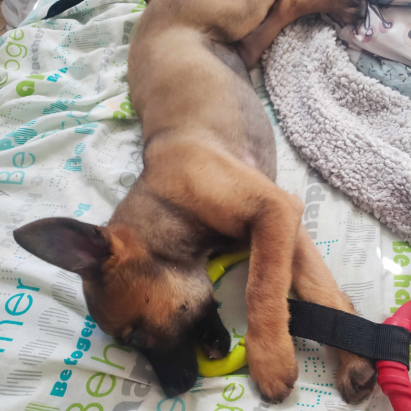 Gaïa a rejoint le concours — aidez-le/la à gagner de superbes lots ! animal, back, bed, blanket, bodypart, bulldog, canine, couch, dog, finger, furniture, hand, homedecor, hound, labradorretriever, linen, person, pet, puppy, sleeping